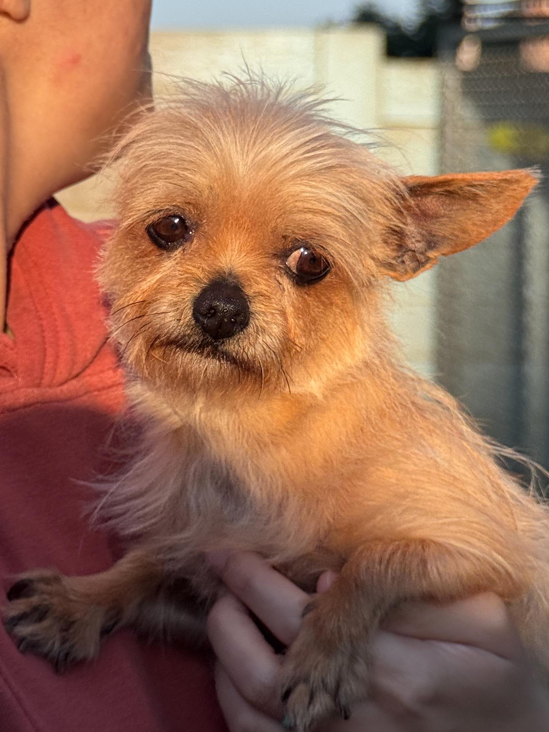 EVERLY , an adoptable mixed breed in Fresno, CA image 4/5