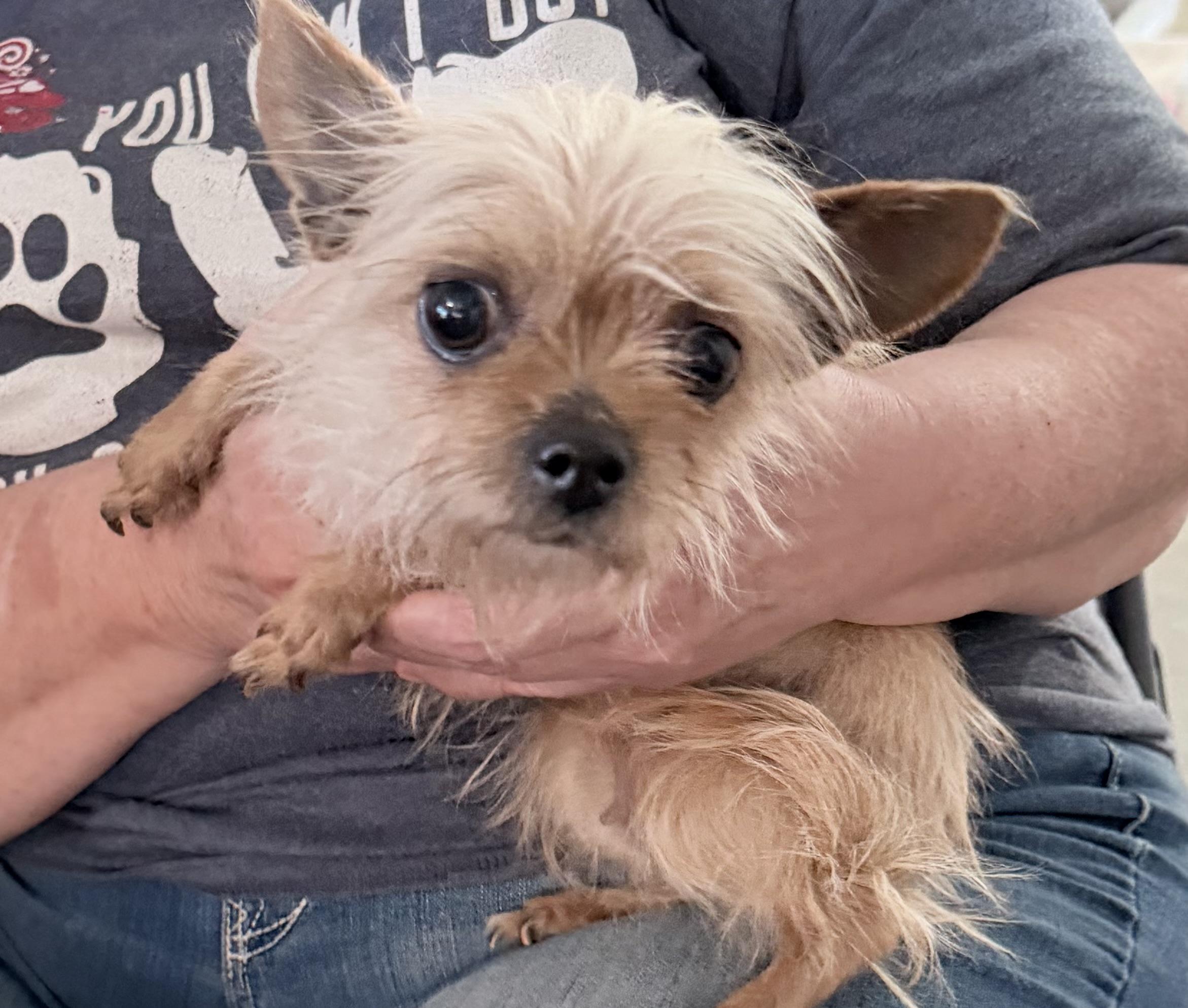 EVERLY , an adoptable mixed breed in Fresno, CA image 2/5