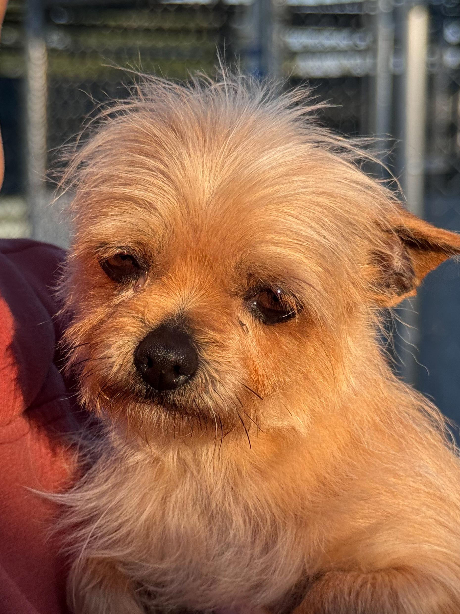EVERLY , an adoptable mixed breed in Fresno, CA image 3/5