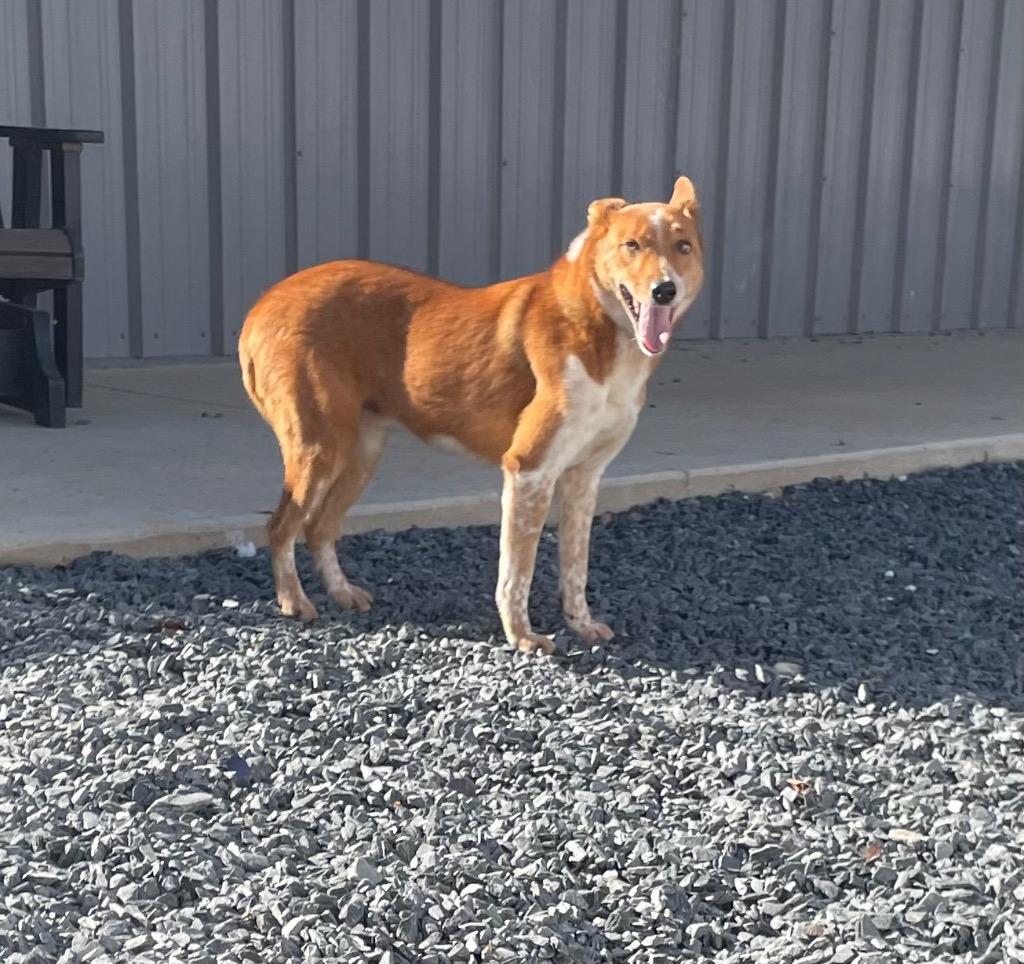 Enlarge Alvin, a Adoptable mixed breed in Mount Gilead, NC image 1/6