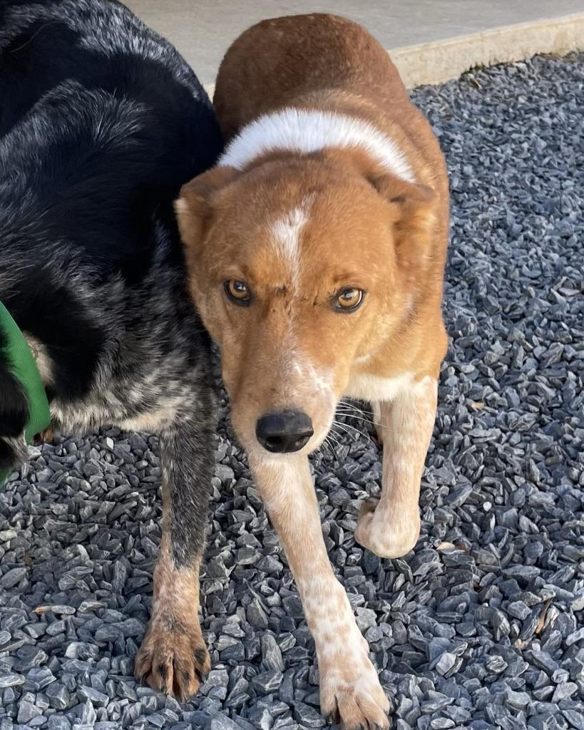 Enlarge Alvin, a Adoptable mixed breed in Mount Gilead, NC image 2/6