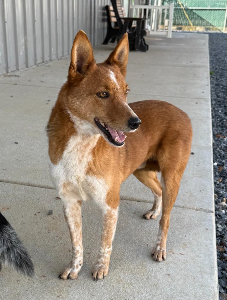 Enlarge Alvin, a Adoptable mixed breed in Mount Gilead, NC image 3/6