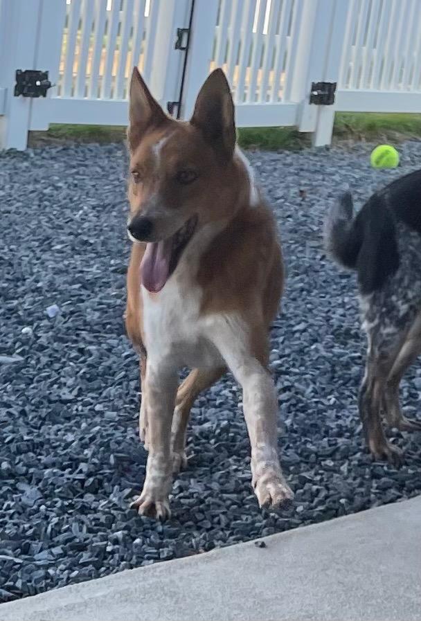 Enlarge Alvin, a Adoptable mixed breed in Mount Gilead, NC image 4/6