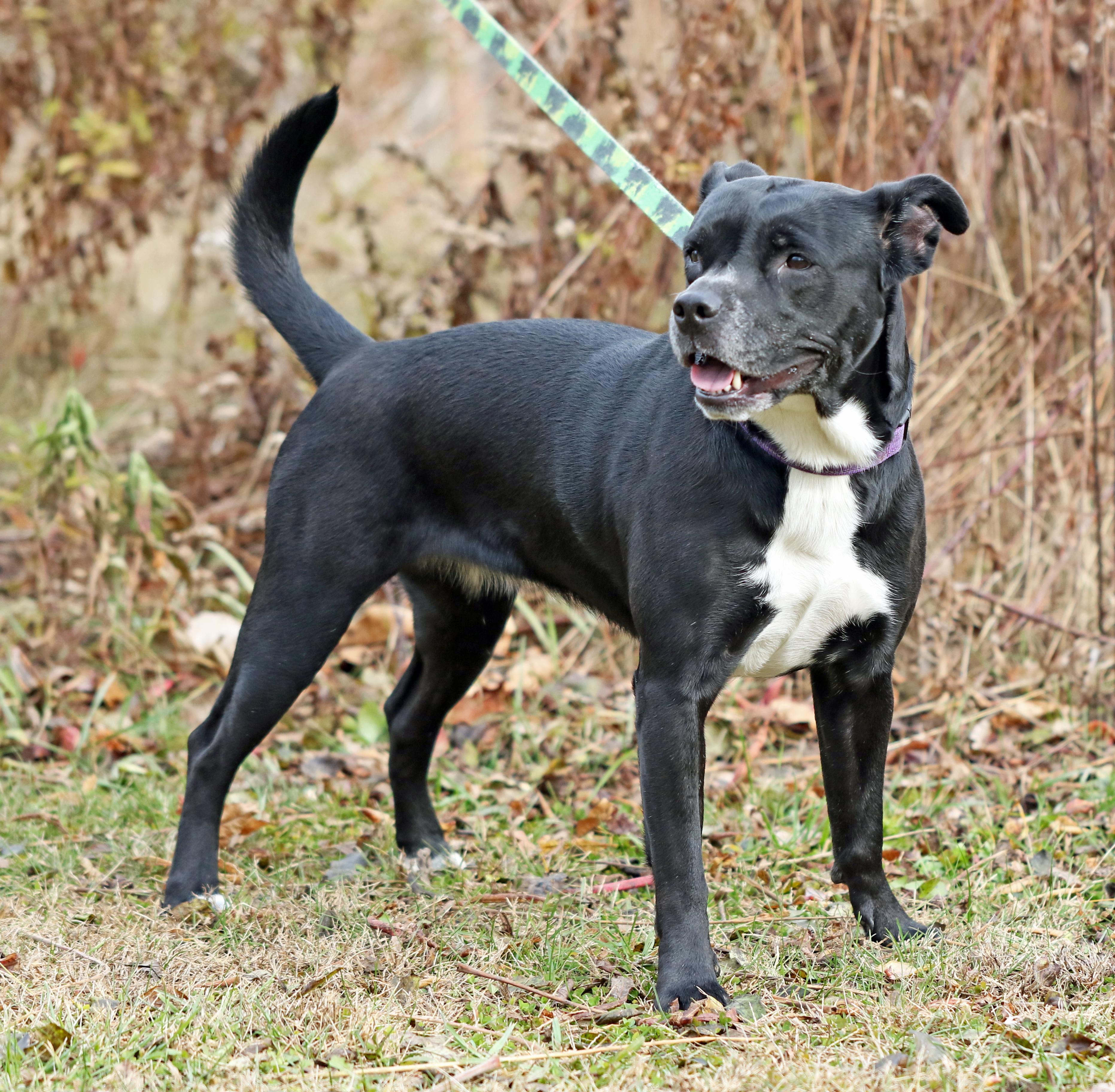 Enlarge Ella, a ADOPTABLE mixed breed in Penn Yan, NY image 1/1