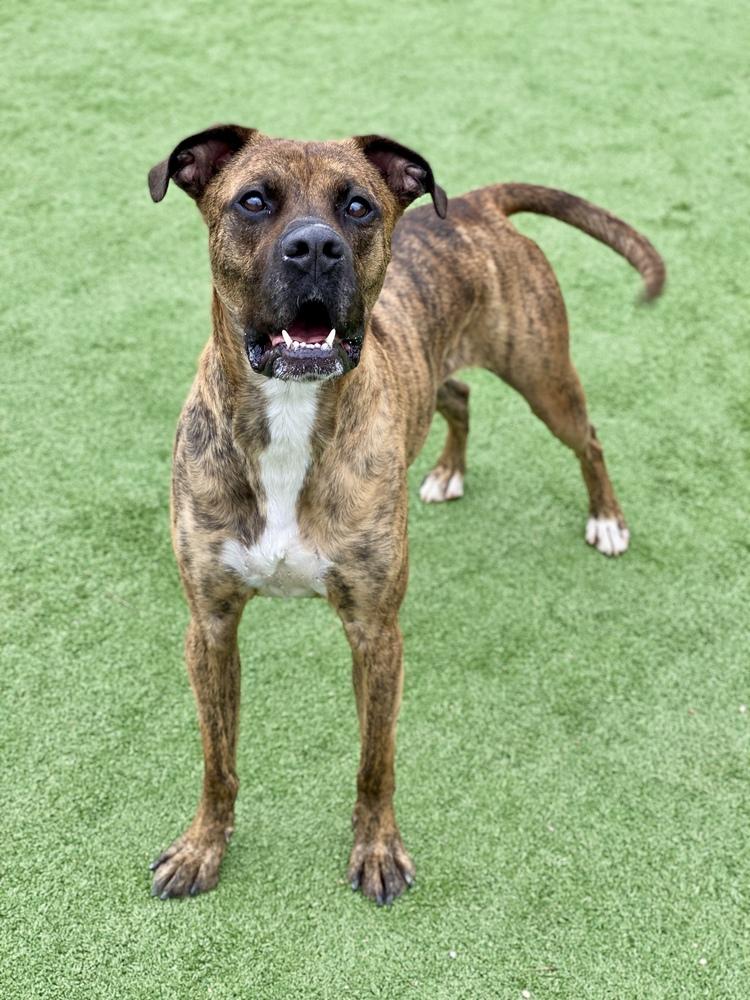 Enlarge Marlin, a Adoptable mixed breed in Hewitt, TX image 1/6