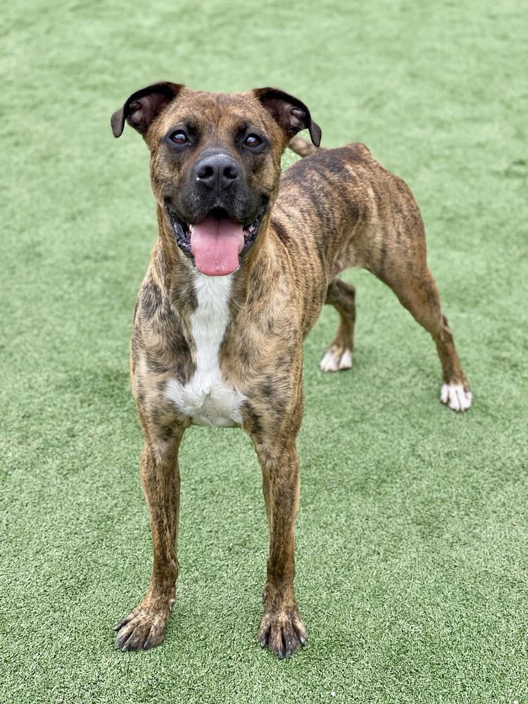 Enlarge Marlin, a Adoptable mixed breed in Hewitt, TX image 2/6