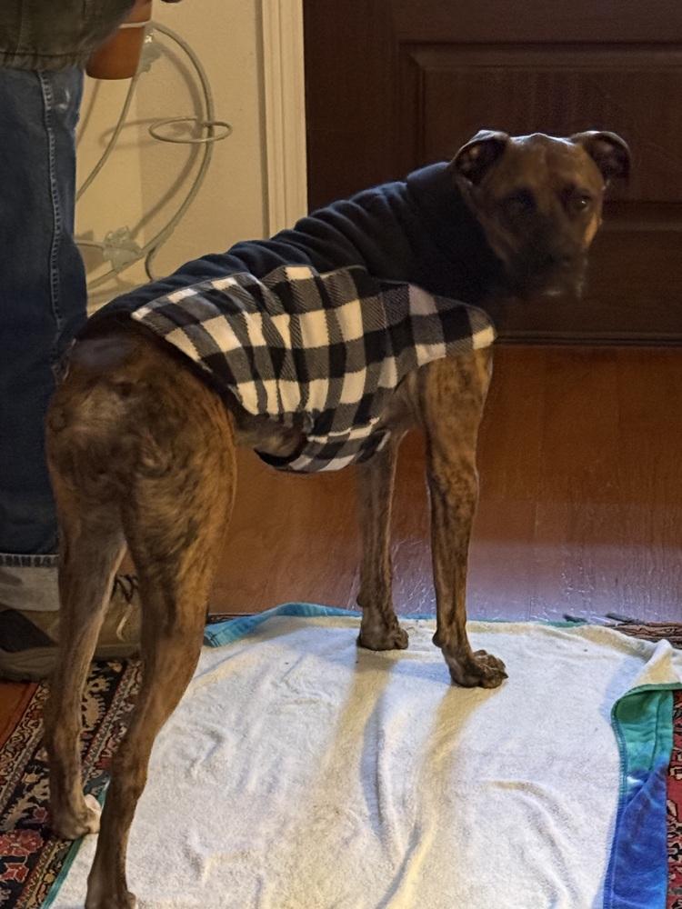 Enlarge Marlin, a Adoptable mixed breed in Hewitt, TX image 3/6