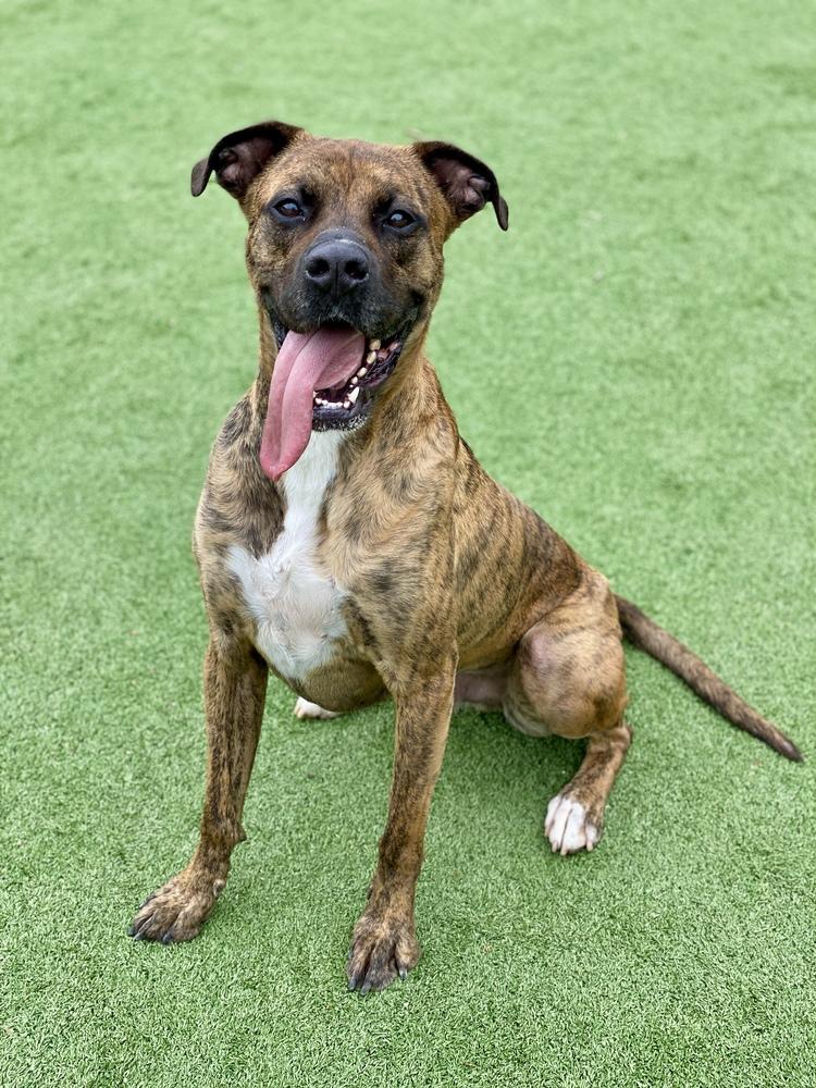 Enlarge Marlin, a Adoptable mixed breed in Hewitt, TX image 4/6