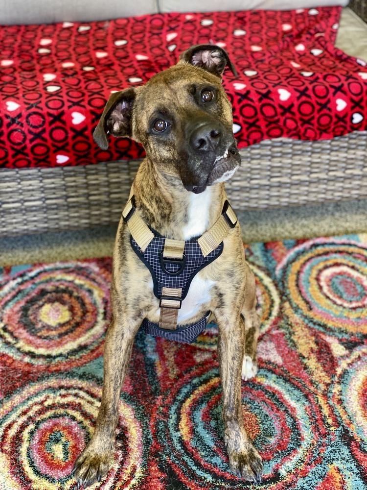 Enlarge Marlin, a Adoptable mixed breed in Hewitt, TX image 5/6