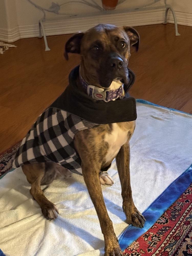 Enlarge Marlin, a Adoptable mixed breed in Hewitt, TX image 6/6