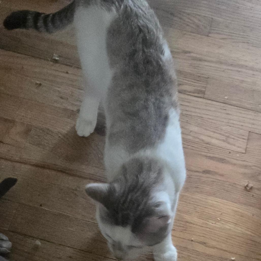 Tickles, Adoptable, Adult Male Domestic Short Hair.