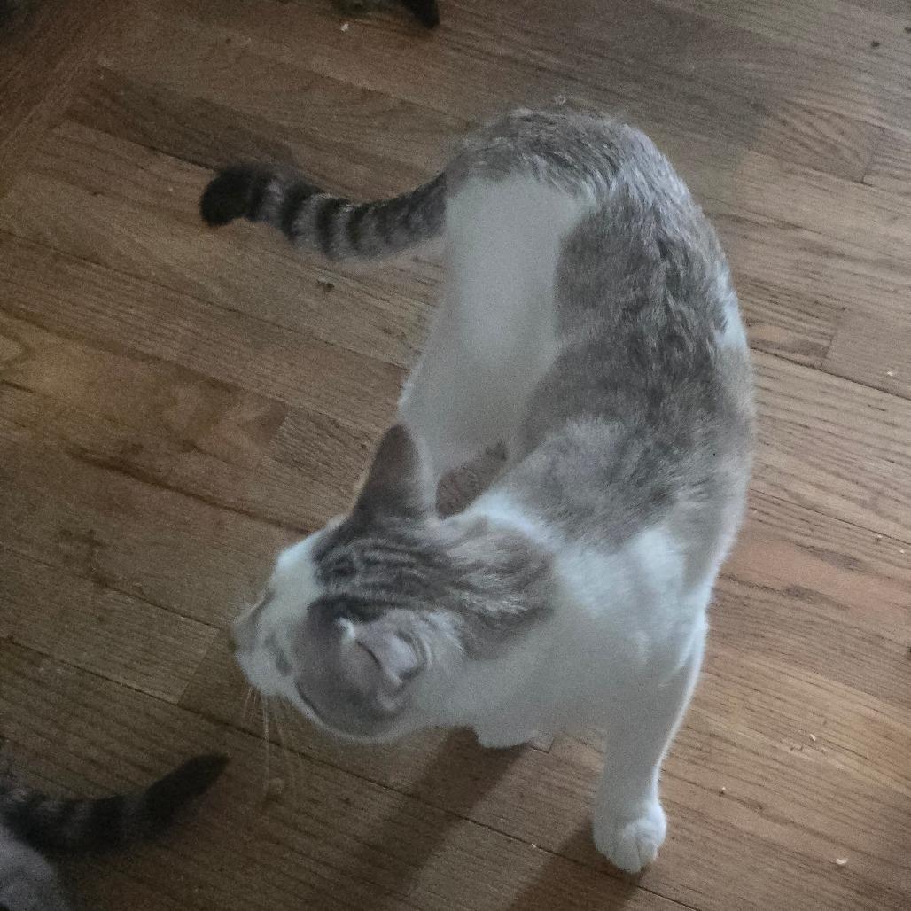 Enlarge Tickles, a Adoptable Domestic Short Hair in Grantsville, UT image 2/2
