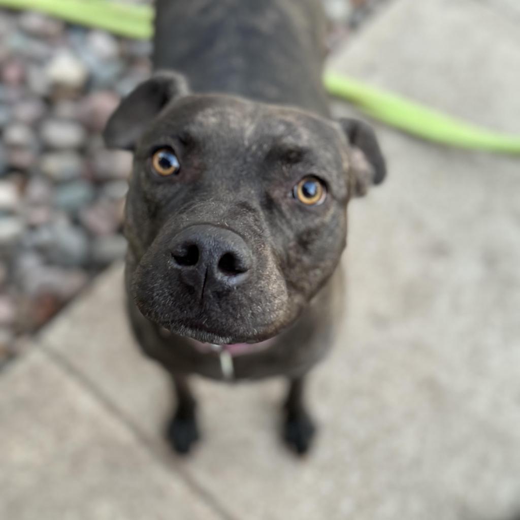 Cocoa III, a Adoptable Pit Bull Terrier in Dallas, TX image 1/6