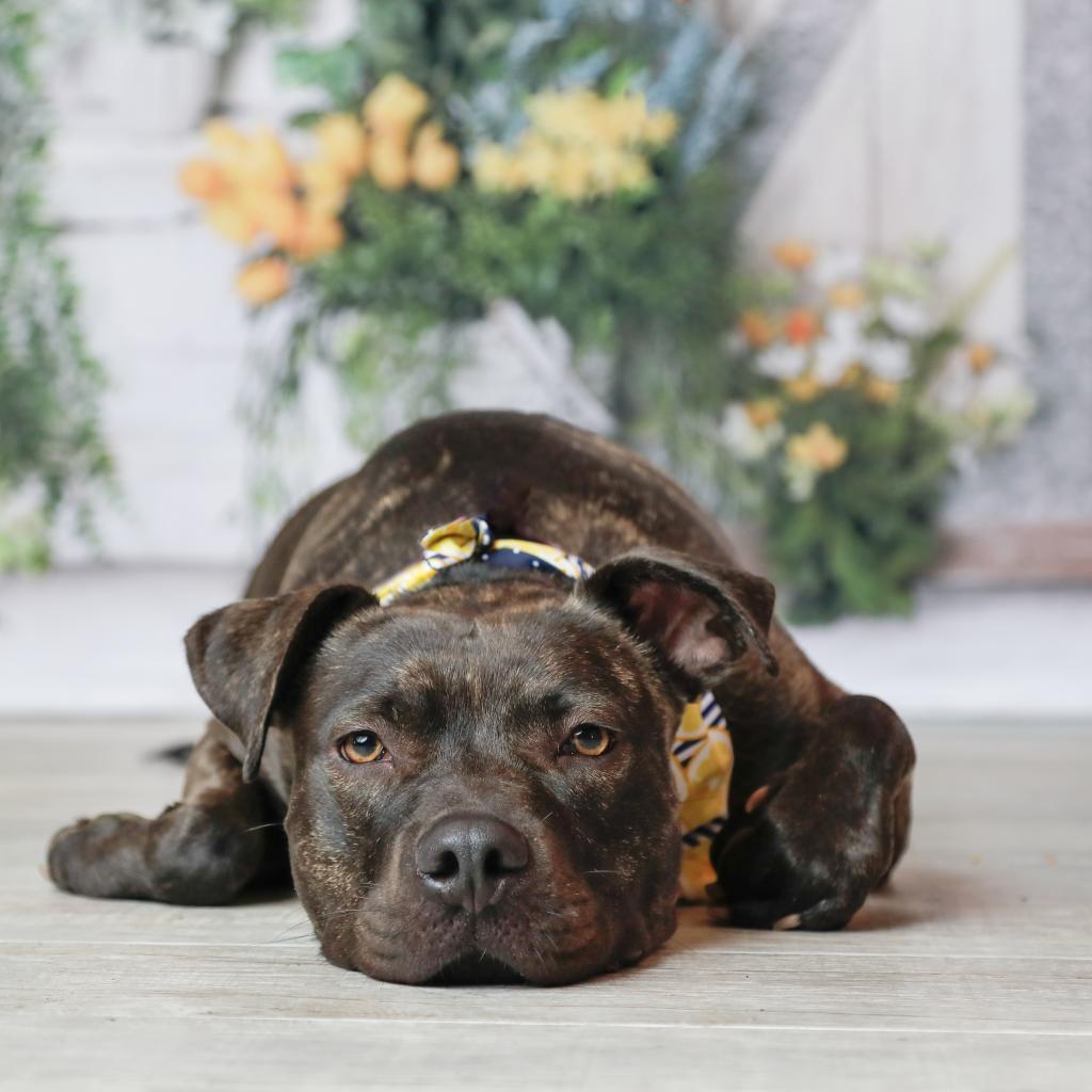 Cocoa III, Adoptable, Adult Female Pit Bull Terrier.