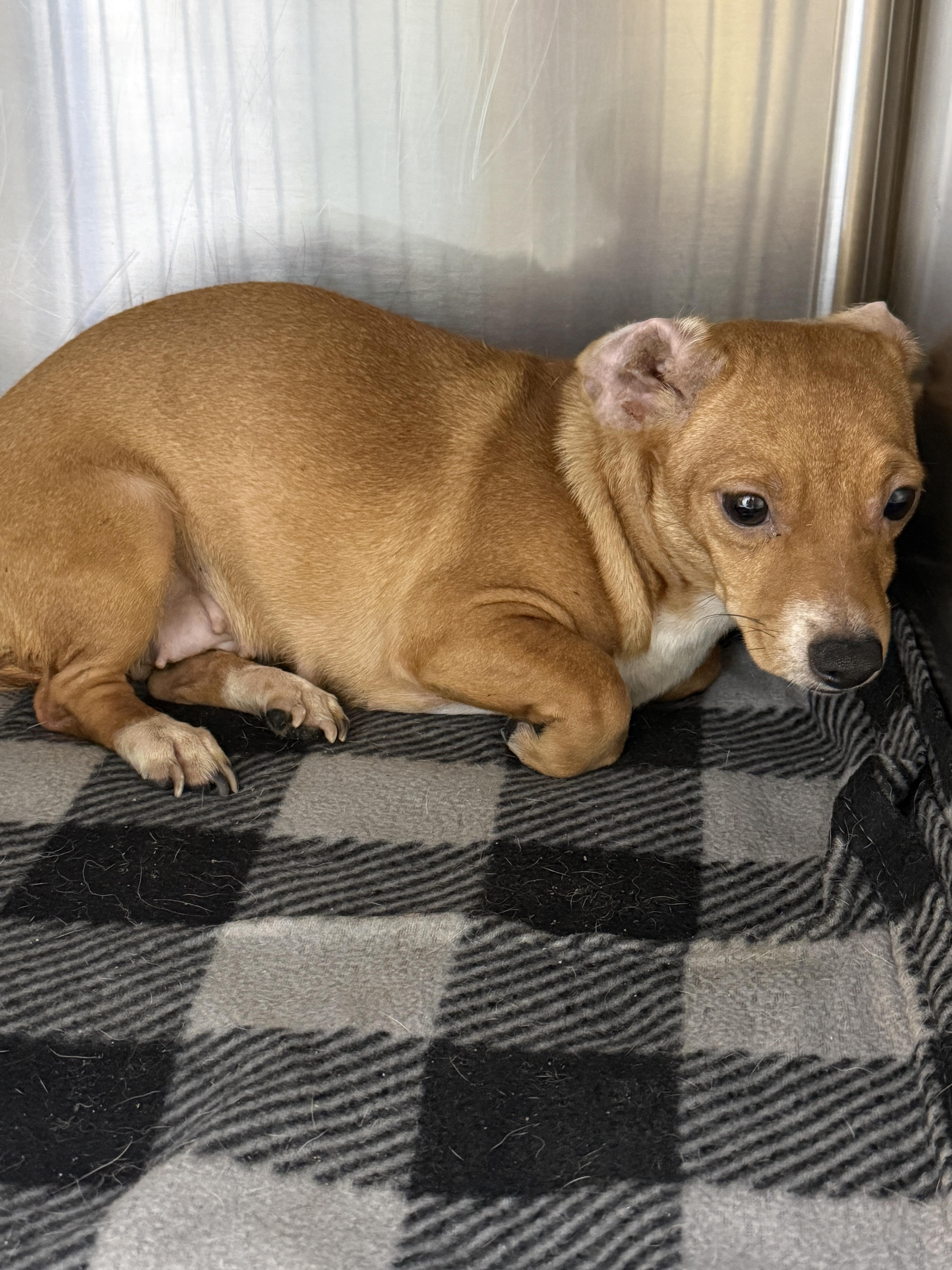 Cherry, Adoptable, Young Female Dachshund.