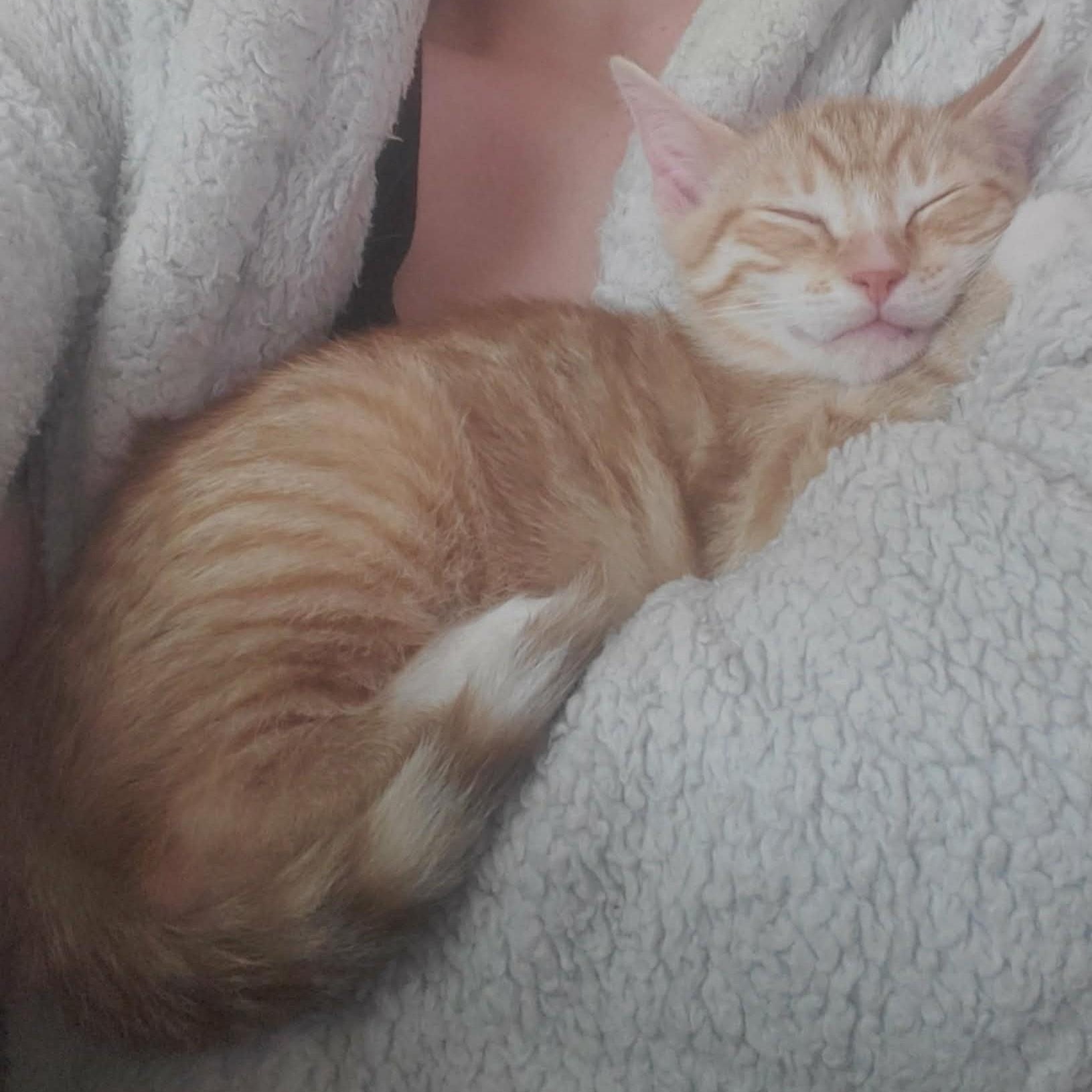Enlarge Door Dash, an adopted Domestic Short Hair in Richmond, VA image 4/5