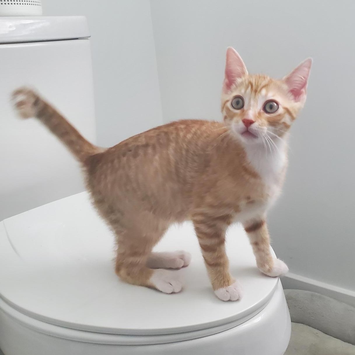 Enlarge Door Dash, an adopted Domestic Short Hair in Richmond, VA image 3/5