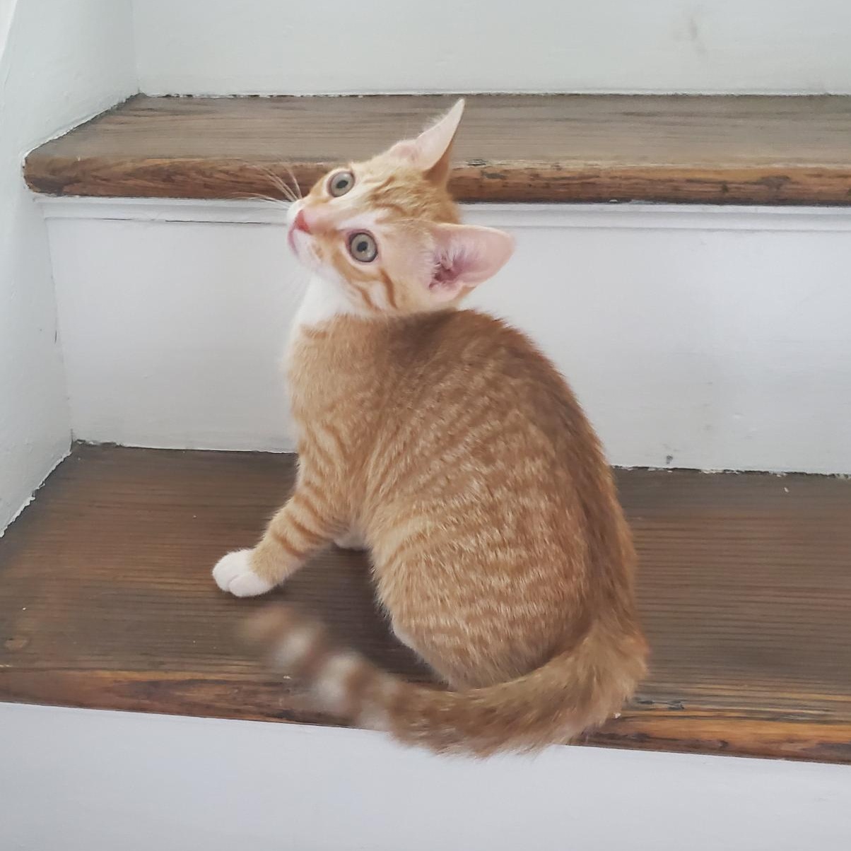 Enlarge Door Dash, an adopted Domestic Short Hair in Richmond, VA image 2/5