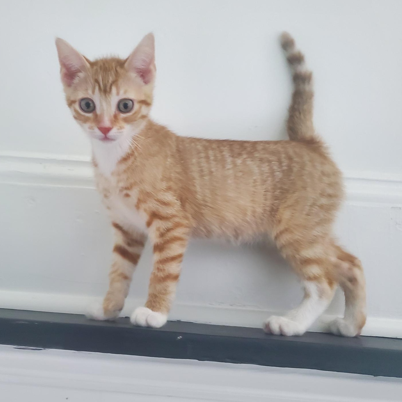 Door Dash, adopted, Kitten Male Domestic Short Hair.