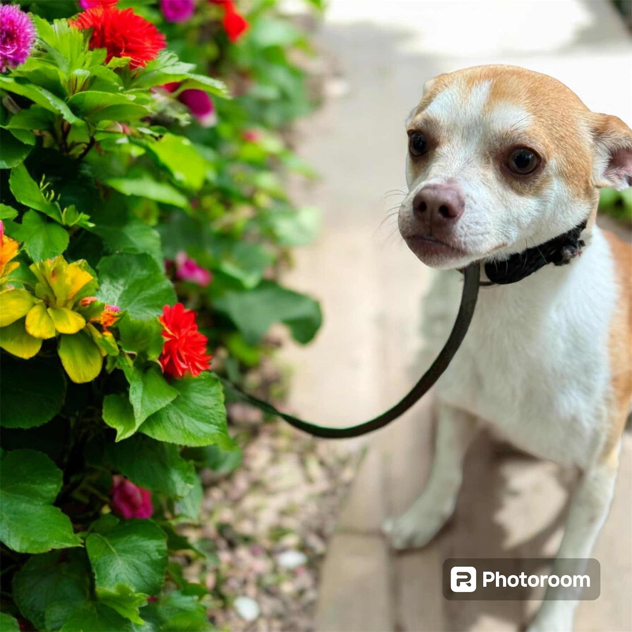 Enlarge Cletus, a Adopted Chihuahua in SOUTH WEYMOUTH, MA image 3/6