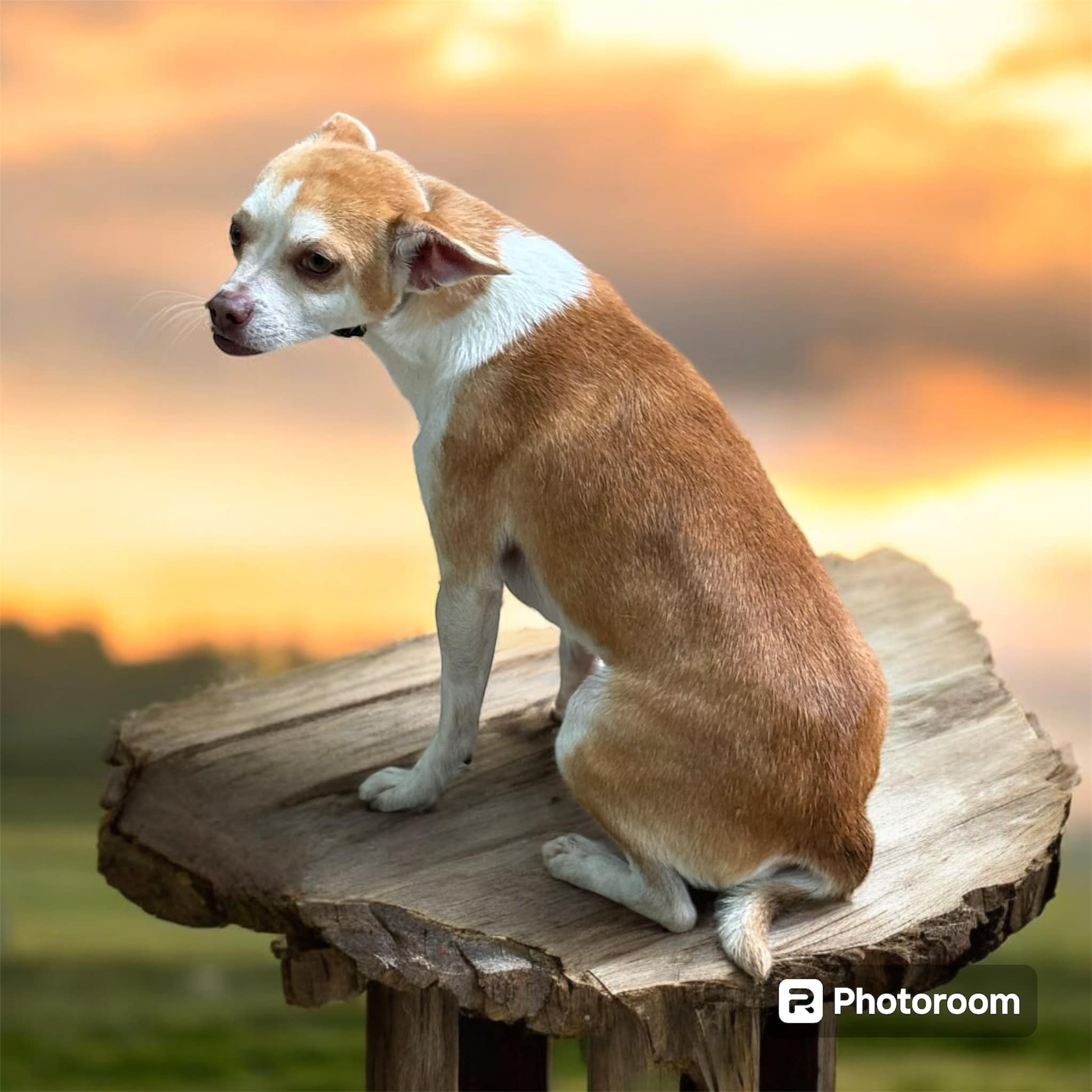 Enlarge Cletus, a Adopted Chihuahua in SOUTH WEYMOUTH, MA image 5/6