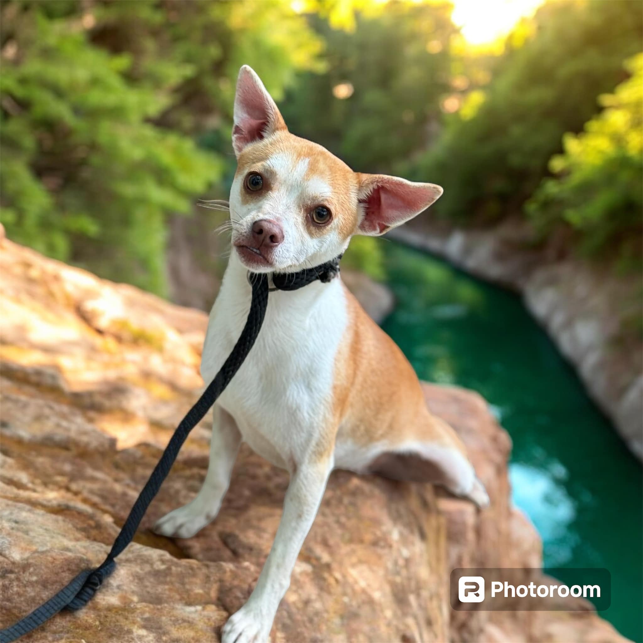 Cletus, Adopted, Young Male Chihuahua.