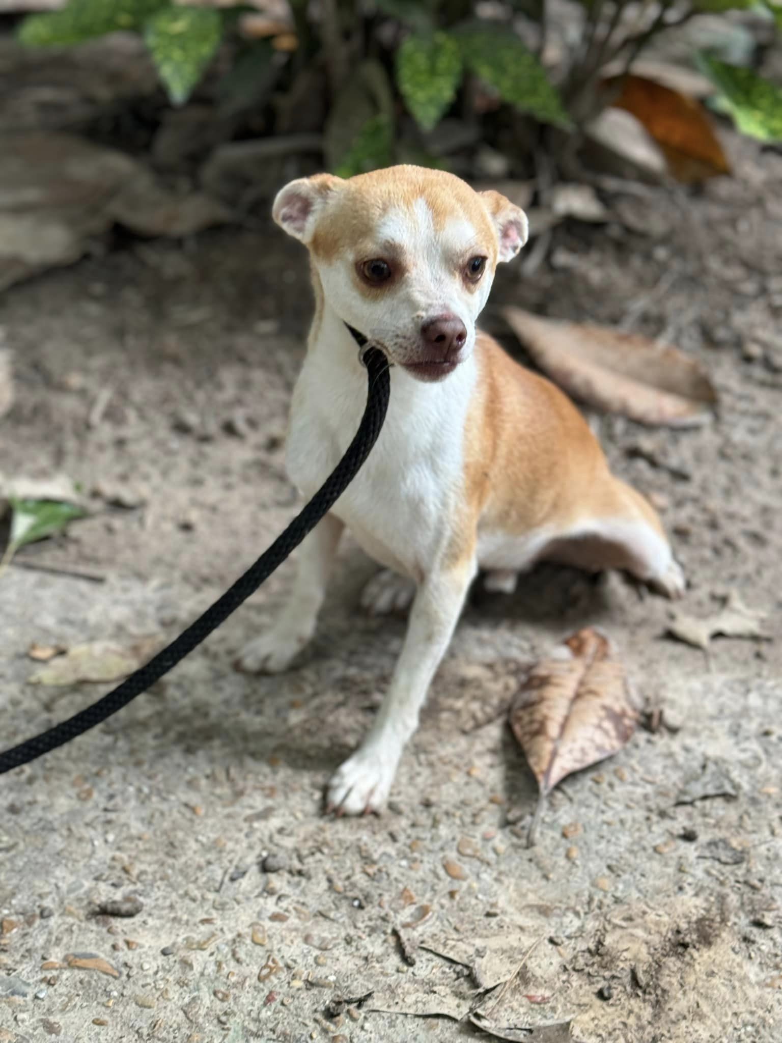 Enlarge Cletus, a Adopted Chihuahua in SOUTH WEYMOUTH, MA image 6/6