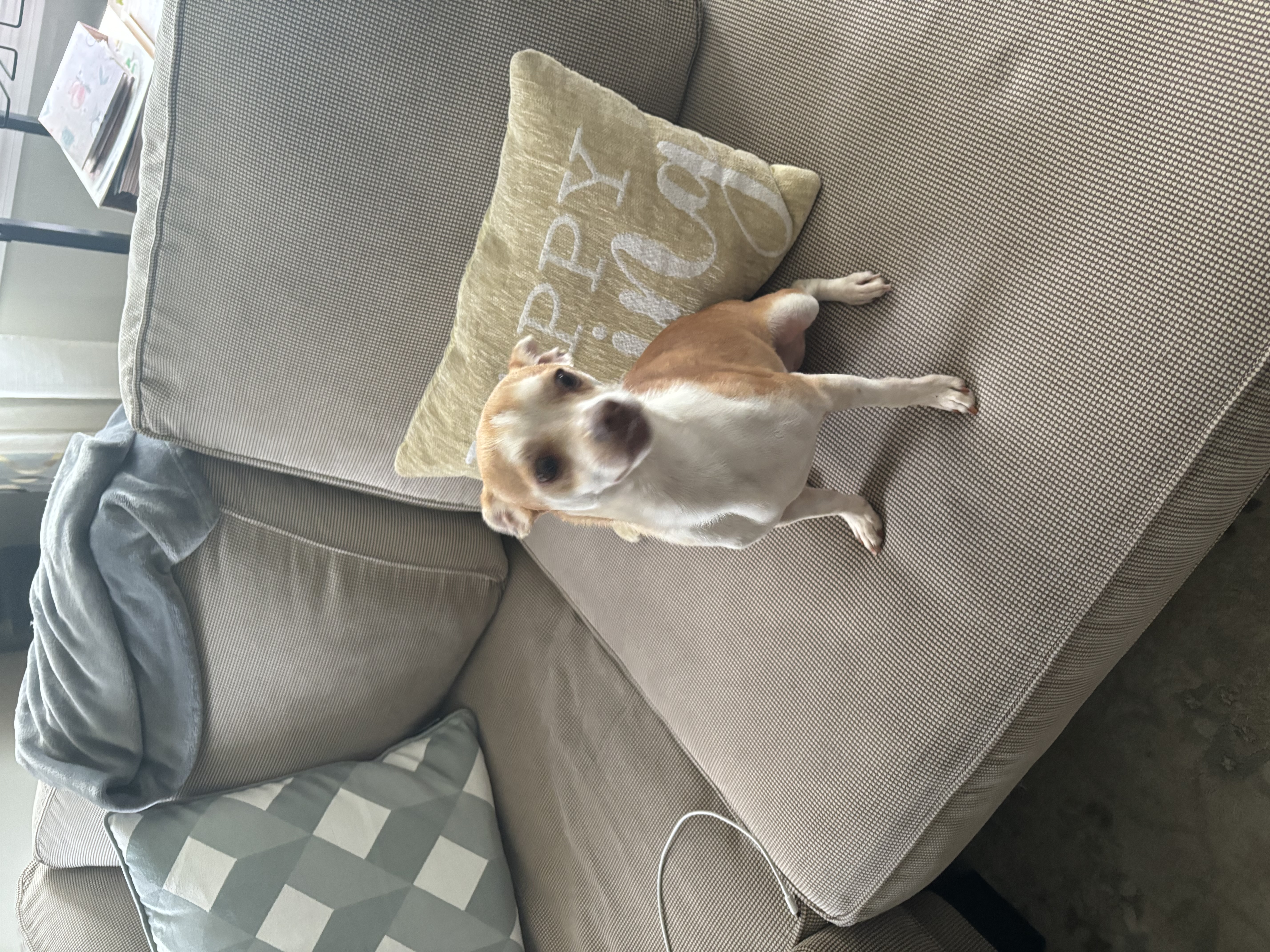 Enlarge Cletus, a Adopted Chihuahua in SOUTH WEYMOUTH, MA image 4/6