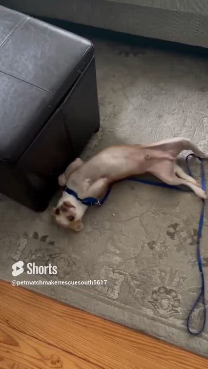 Enlarge Cletus, a Adopted Chihuahua in SOUTH WEYMOUTH, MA video 2/6