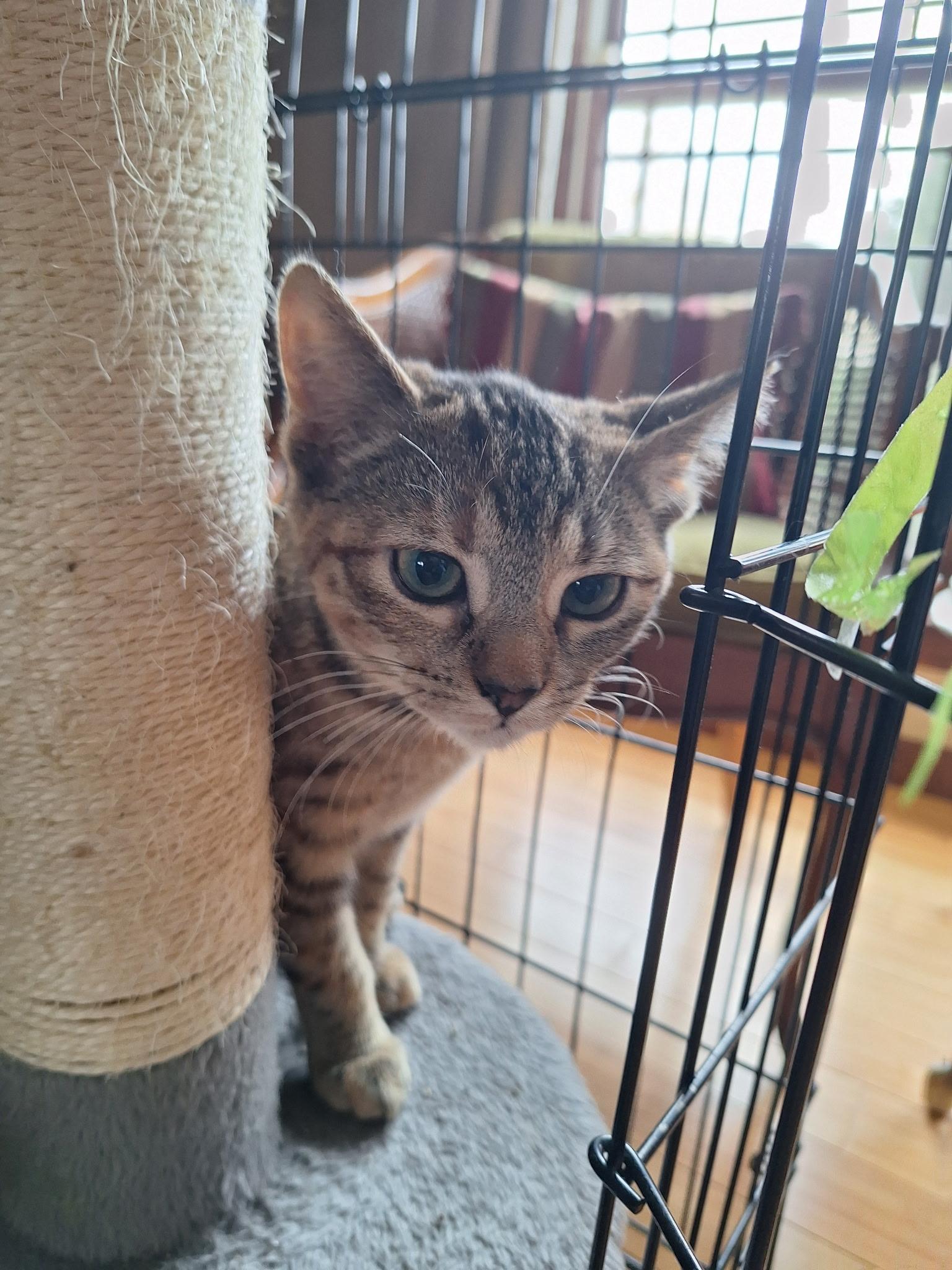 Ruby, an adopted Domestic Short Hair in Turnersville, NJ image 2/4