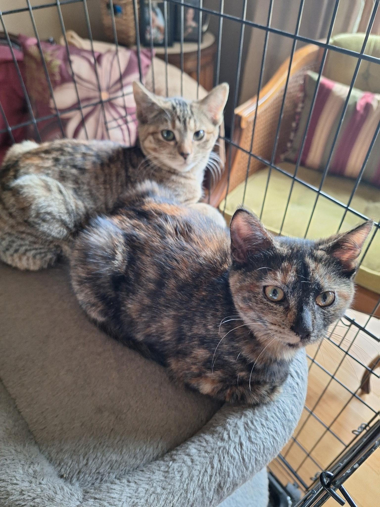 Ruby, an adopted Domestic Short Hair in Turnersville, NJ image 4/4