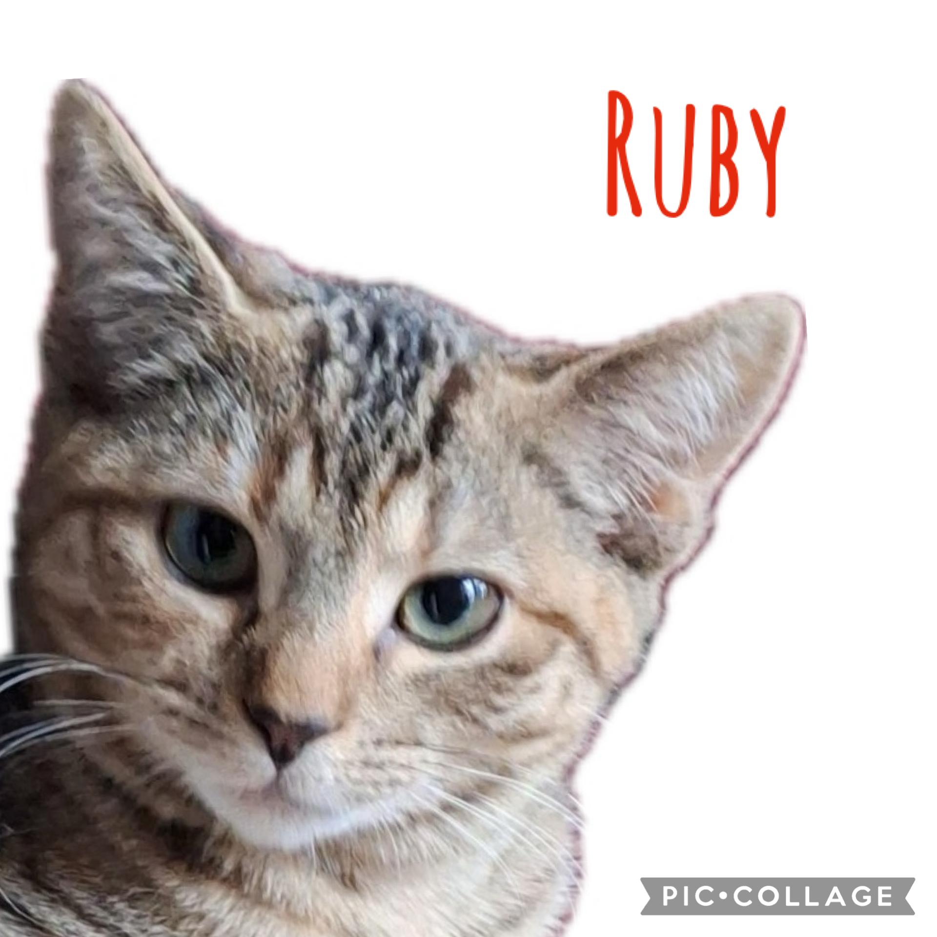 Ruby, an adopted Domestic Short Hair in Turnersville, NJ image 1/4
