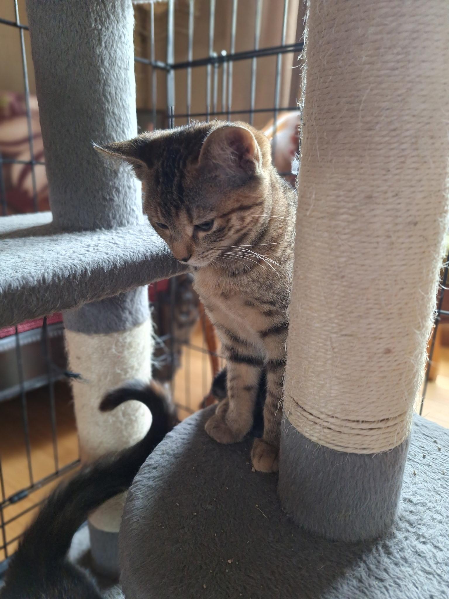 Ruby, an adopted Domestic Short Hair in Turnersville, NJ image 3/4