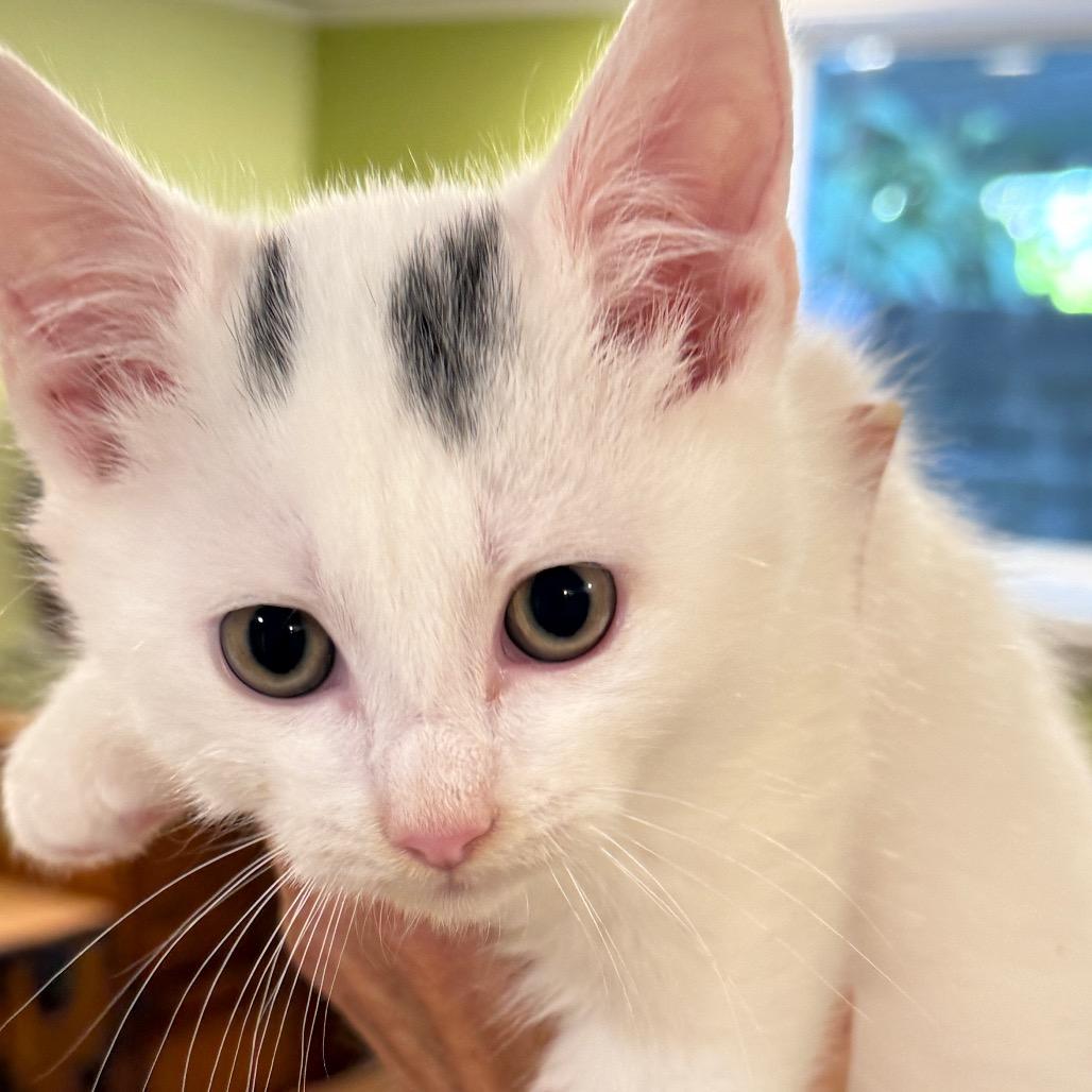 Lana (Westmere Kitten I), Adoptable, Kitten Female Domestic Short Hair.