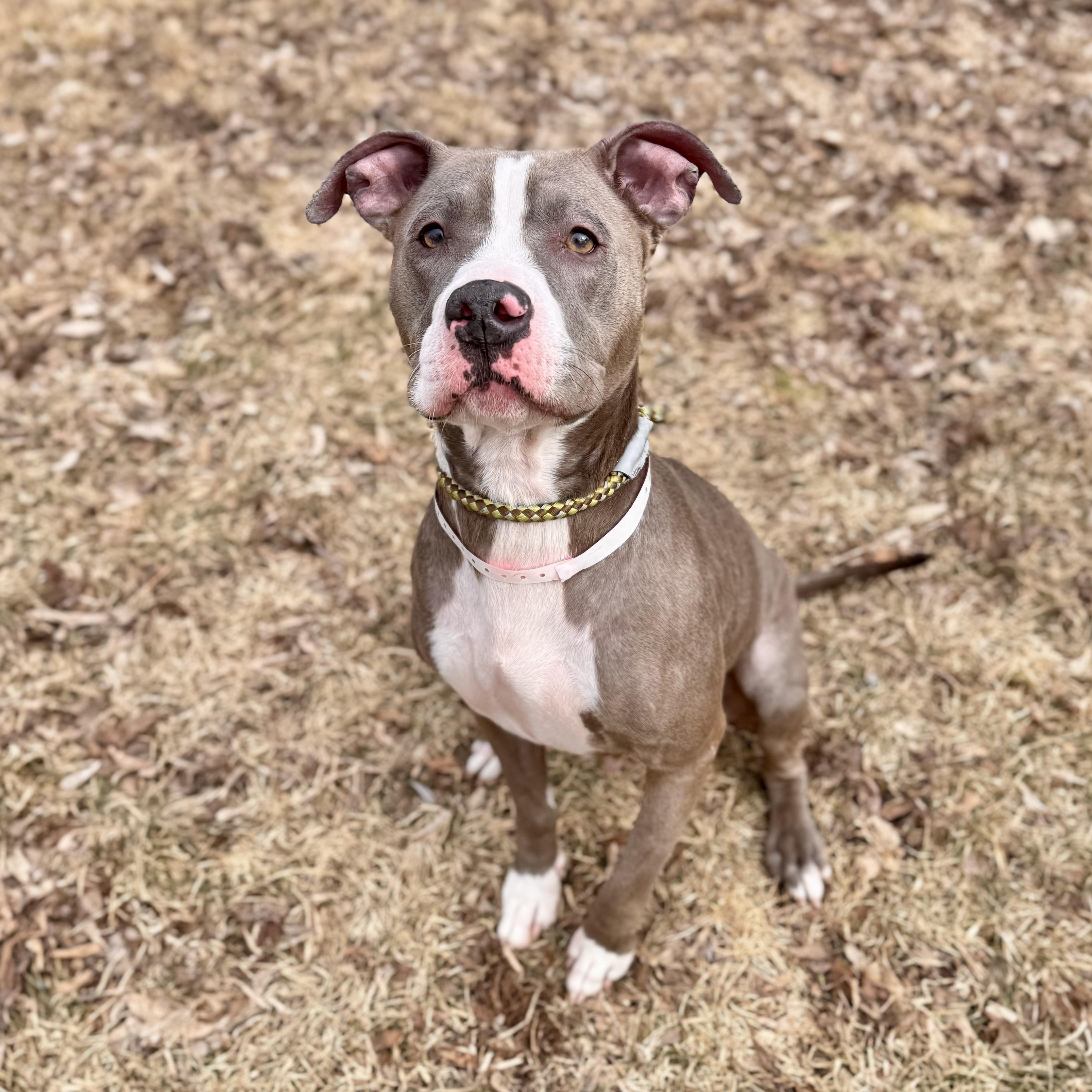 Enlarge Biscotti, a ADOPTABLE Mixed Breed in Midland, MI image 1/4