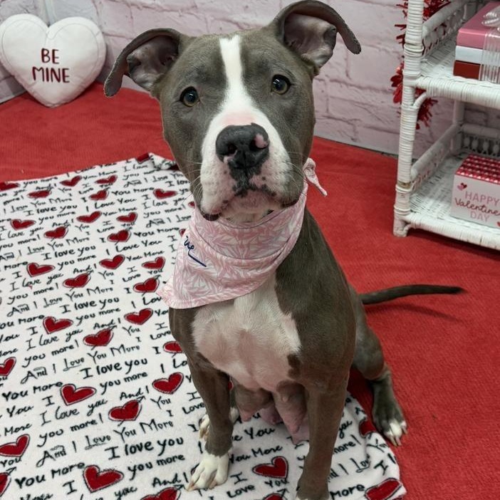 Enlarge Biscotti, a ADOPTABLE Mixed Breed in Midland, MI image 4/4