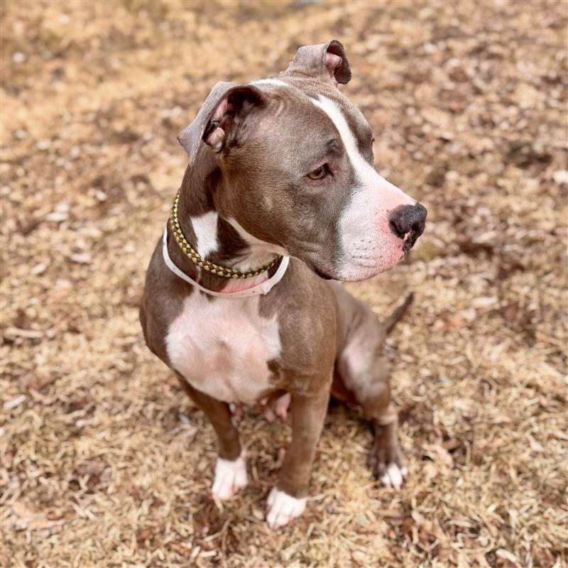 Enlarge Biscotti, a ADOPTABLE Mixed Breed in Midland, MI image 2/4