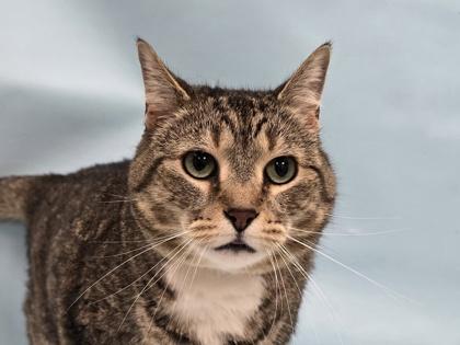 Mila, Adoptable, Senior Female Domestic Short Hair.