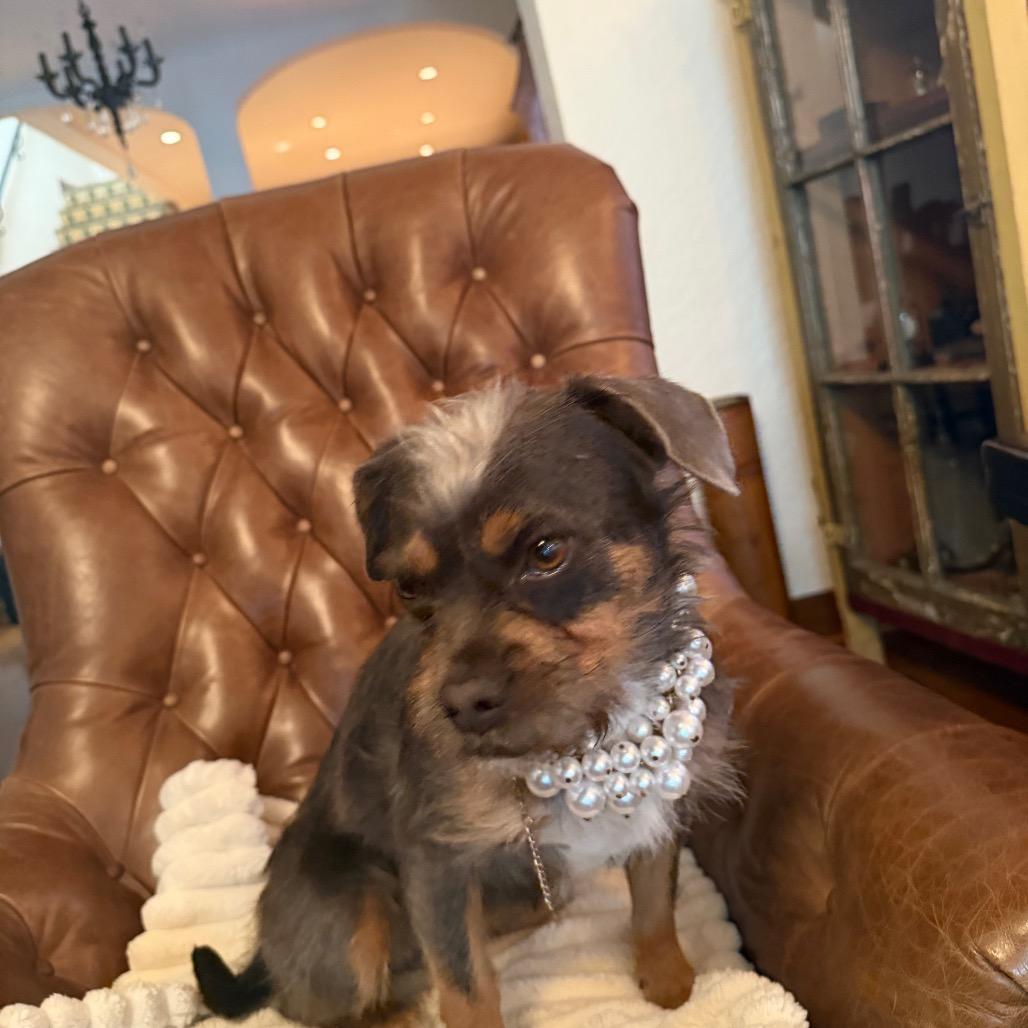 Cee Cee Cupcake, Adoptable, Adult Female Schnauzer & Border Terrier.