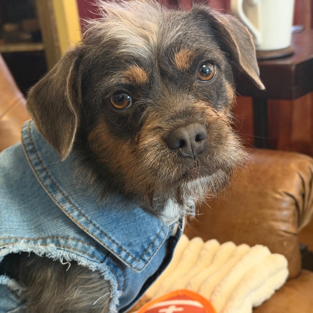 Enlarge Cee Cee Cupcake, a Adoptable mixed breed in Long Beach, CA image 3/6