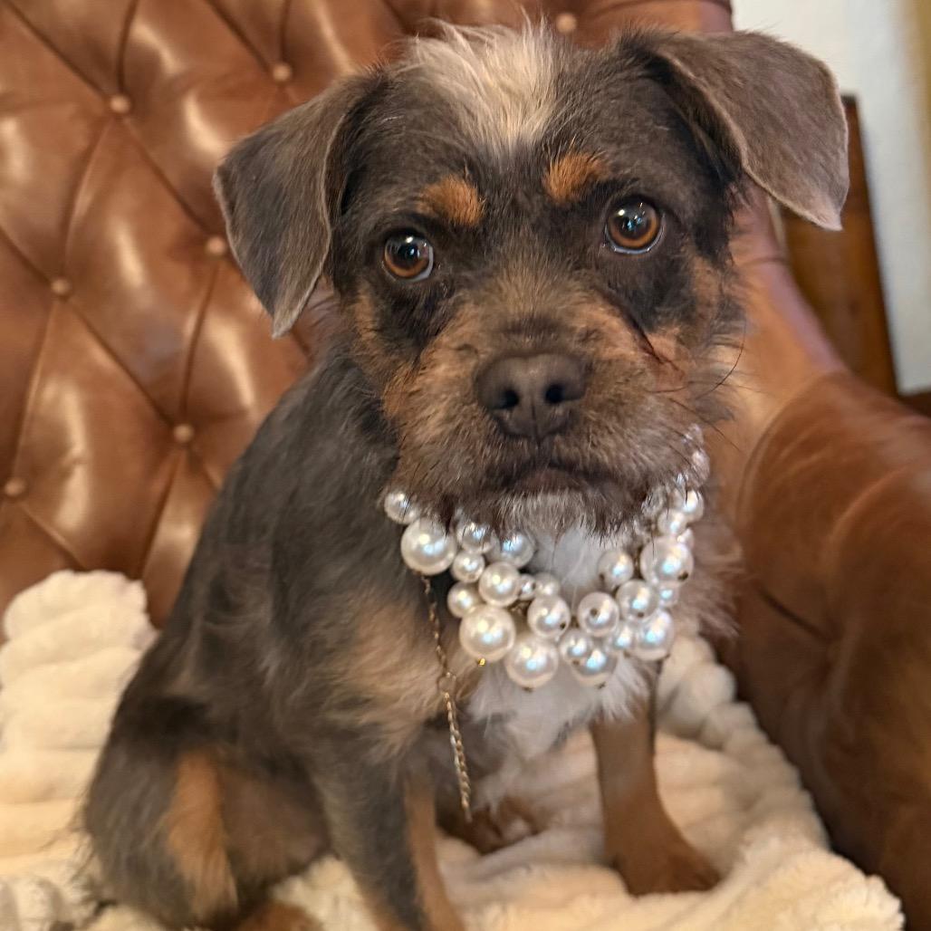 Enlarge Cee Cee Cupcake, a Adoptable mixed breed in Long Beach, CA image 4/6