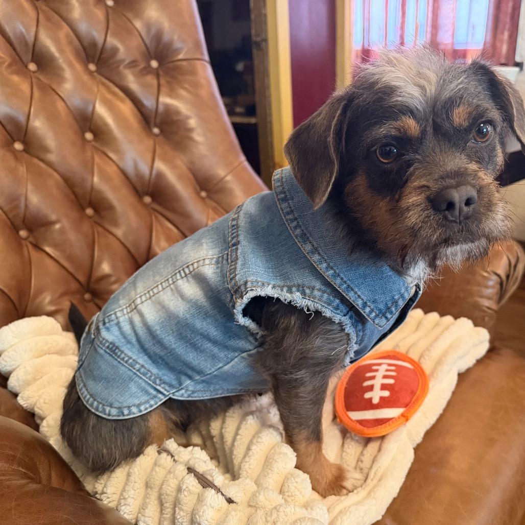 Enlarge Cee Cee Cupcake, a Adoptable mixed breed in Long Beach, CA image 5/6