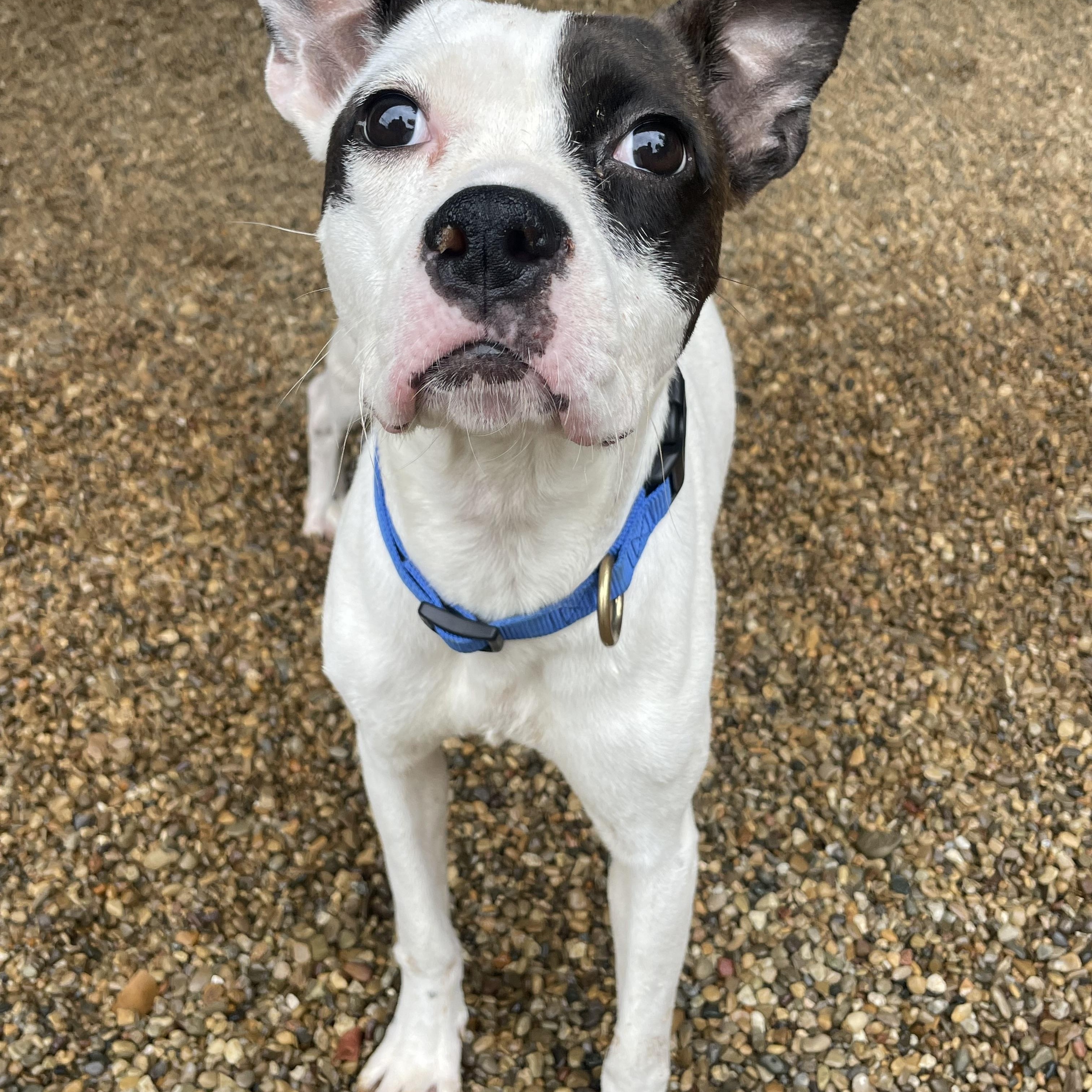 Oreo Patches, an adopted Mixed Breed in Lacon, IL image 3/3
