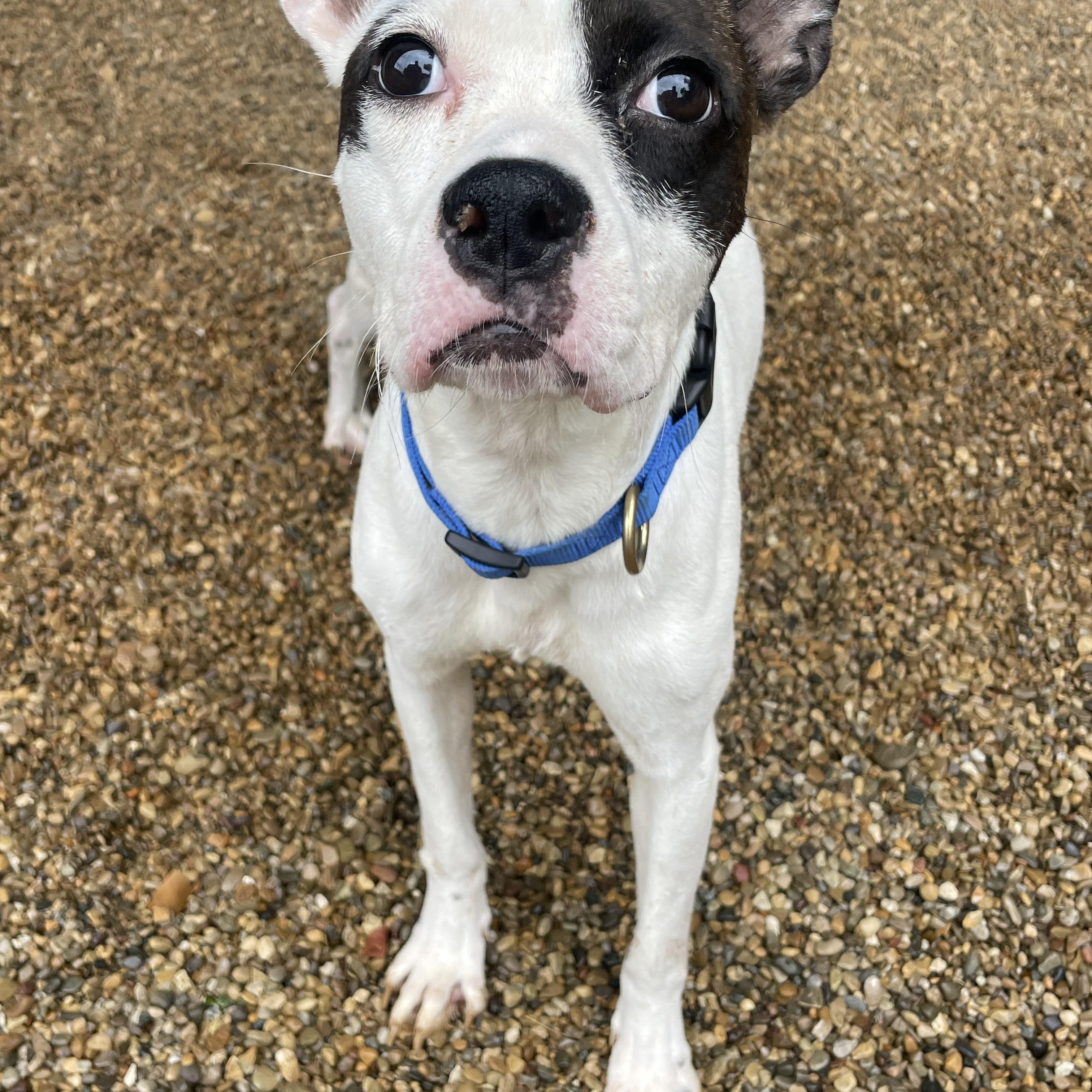Oreo Patches, an adopted Mixed Breed in Lacon, IL image 2/3