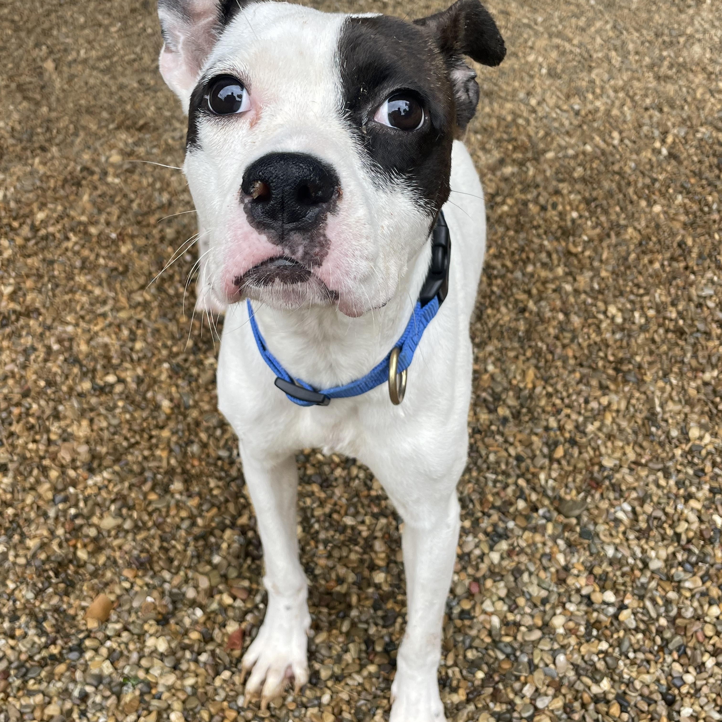 Oreo Patches, adopted, Young Female Mixed Breed.