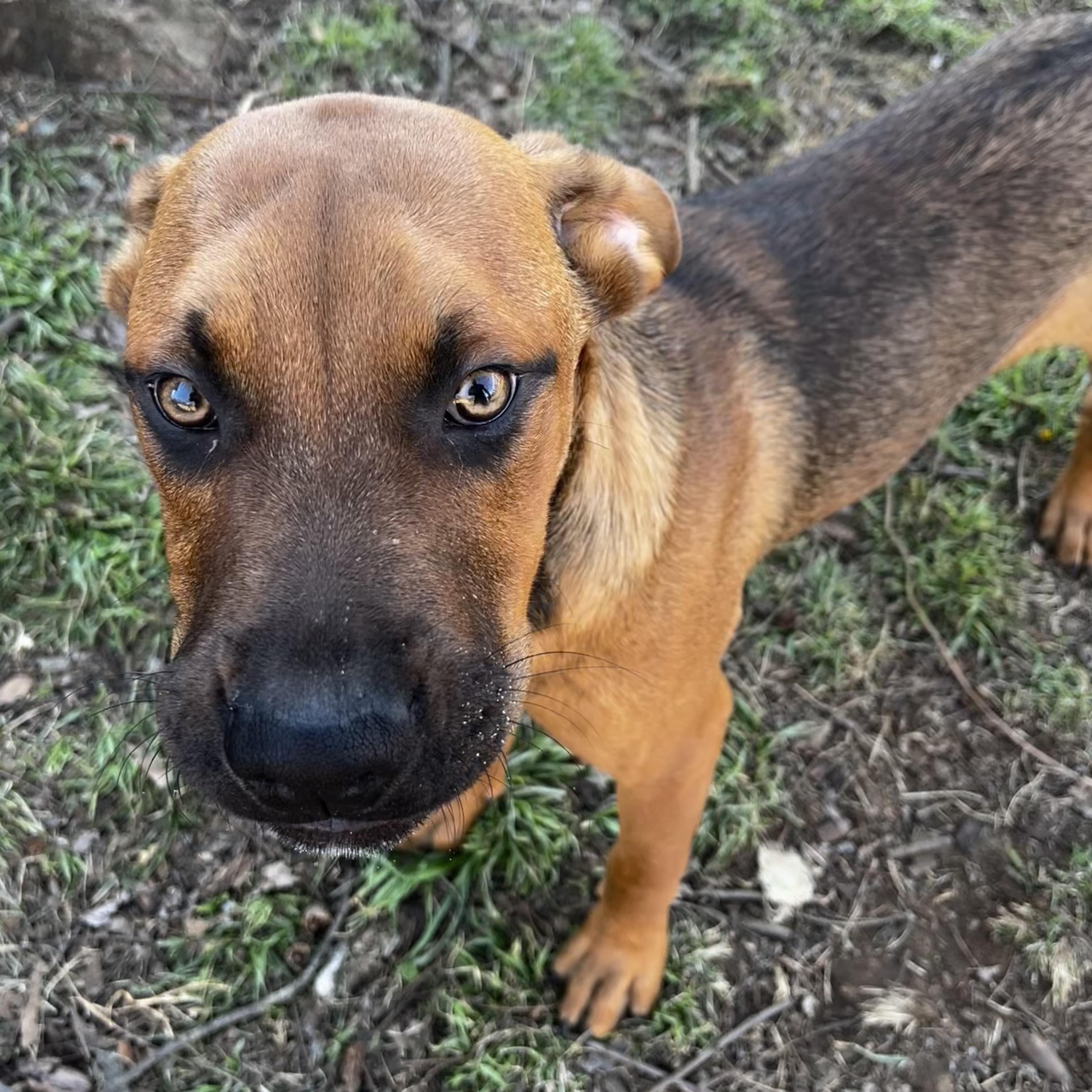 Enlarge Bear, a Adoptable mixed breed in Wausau, WI image 5/5