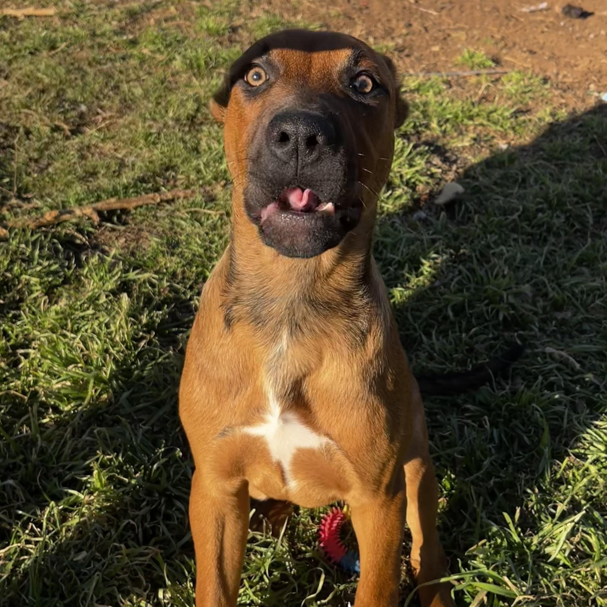 Enlarge Bear, a Adoptable mixed breed in Wausau, WI image 2/5
