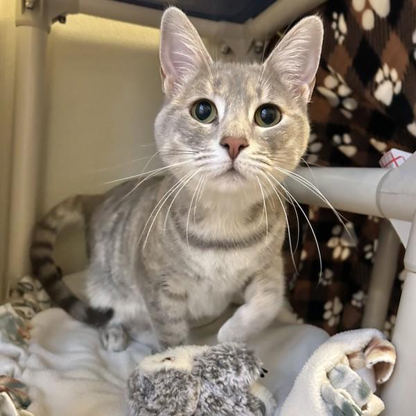 Misty, Adoptable, Young Female Domestic Short Hair.