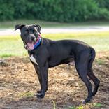 Mumbis, a ADOPTABLE mixed breed in Hilliard, OH image 2/3