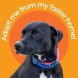 Mumbis, a ADOPTABLE mixed breed in Hilliard, OH image 1/3